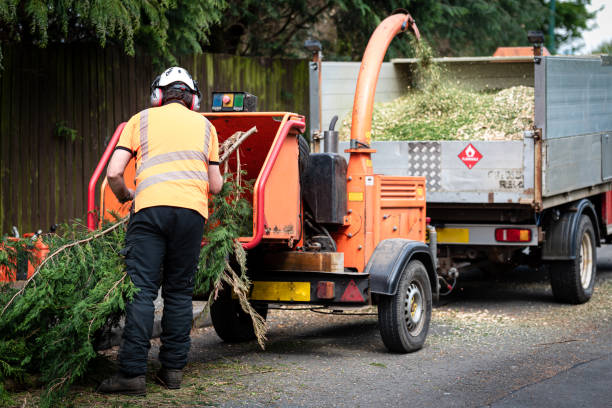 Best Tree Removal  in Redmond, OR